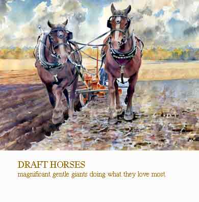 drafthorses